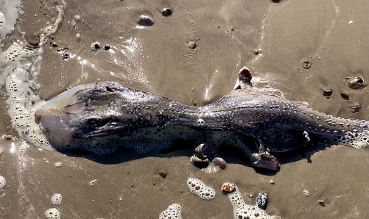 Les habitants déconcertés par la créature marine «ressemblant à un extraterrestre» avec une queue à pointes trouvée sur une plage britannique