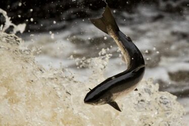 Les rivières polluées «horribles» du Royaume-Uni font «tomber le saumon migrateur au dernier obstacle»