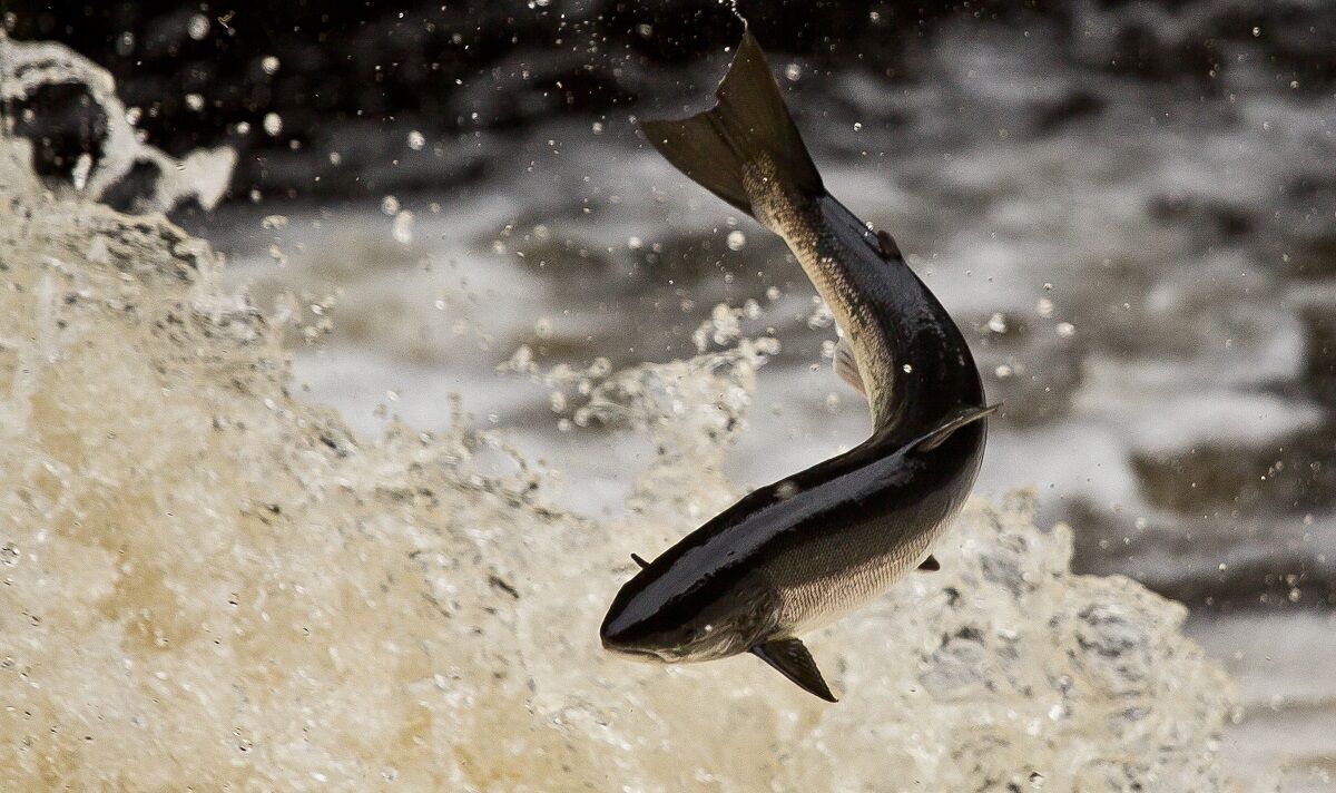 Les rivières polluées «horribles» du Royaume-Uni font «tomber le saumon migrateur au dernier obstacle»