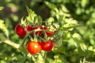 Température exacte pour déplacer les plants de tomates à l'extérieur - "il vaut mieux être patient"