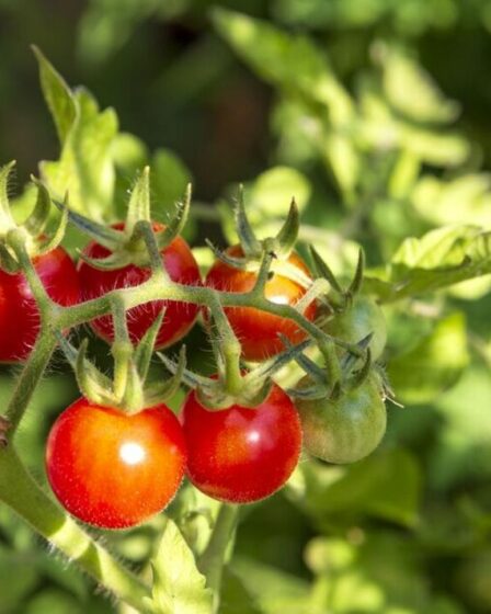 Température exacte pour déplacer les plants de tomates à l'extérieur - "il vaut mieux être patient"