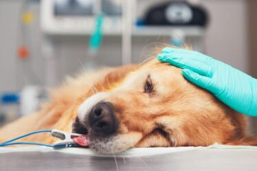 Un chien de compagnie meurt de la grippe aviaire après avoir contracté le virus en «mâchant une oie sauvage»