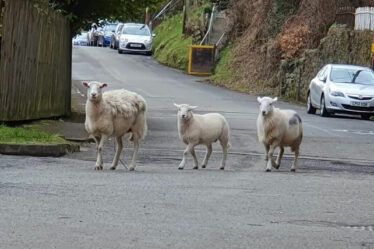 Un gang de moutons "sauvages" terrorise les habitants d'un village rural