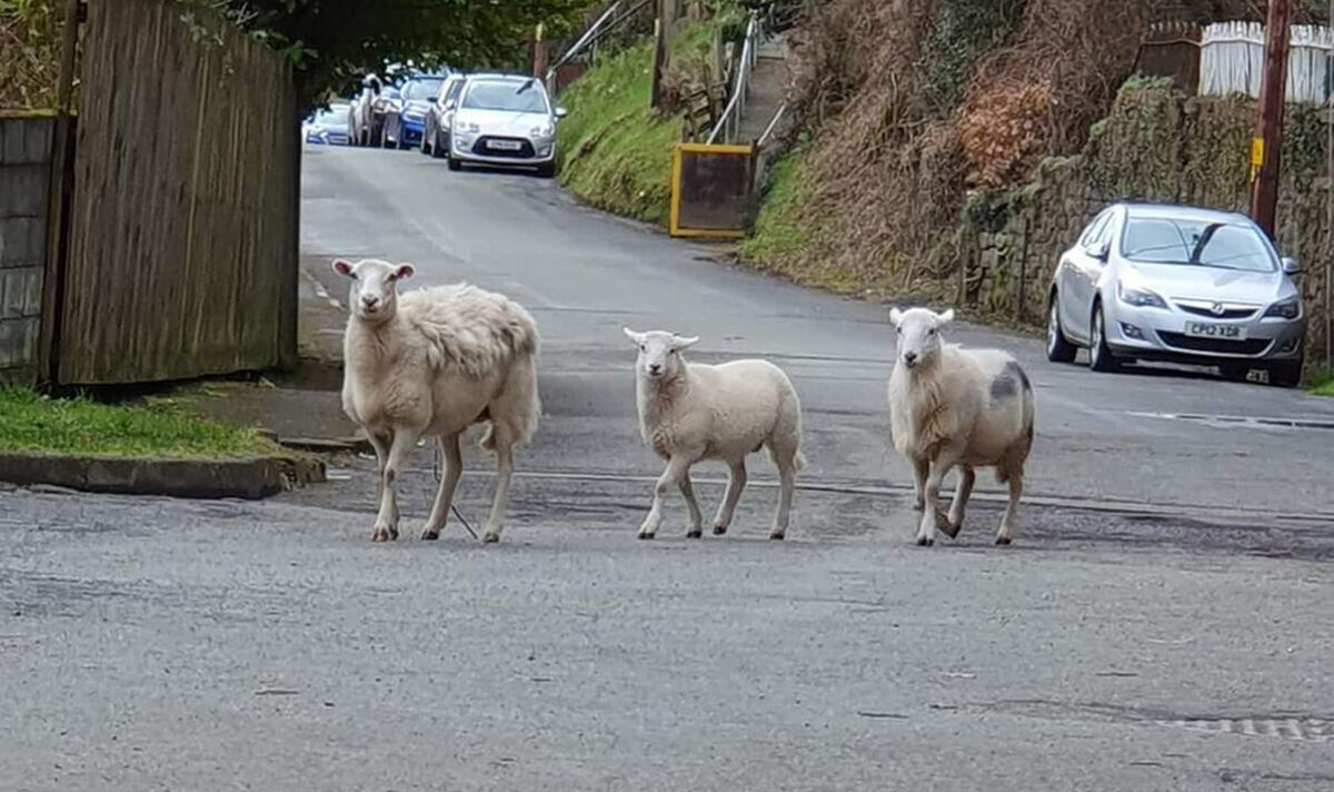 Un gang de moutons "sauvages" terrorise les habitants d'un village rural