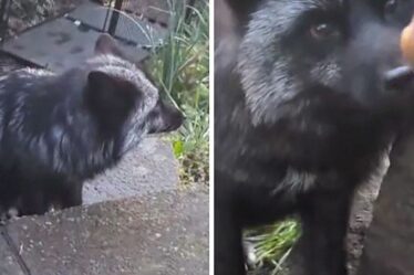 Un rare renard noir abandonné sauvé après avoir passé des semaines dans les rues de la ville galloise