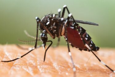 Une Britannique infectée par la dengue mortelle en vacances dans le sud de la France