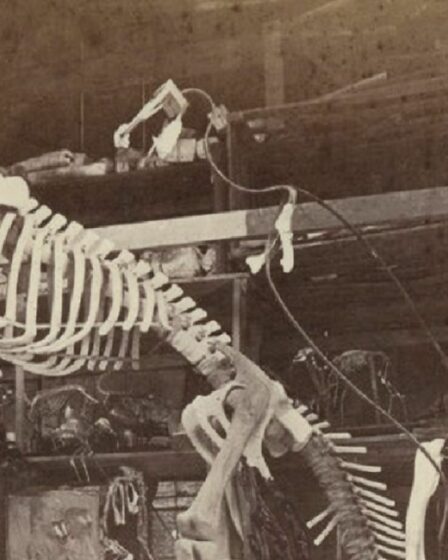 Le véritable coupable de la destruction du premier musée des dinosaures de New York révélé