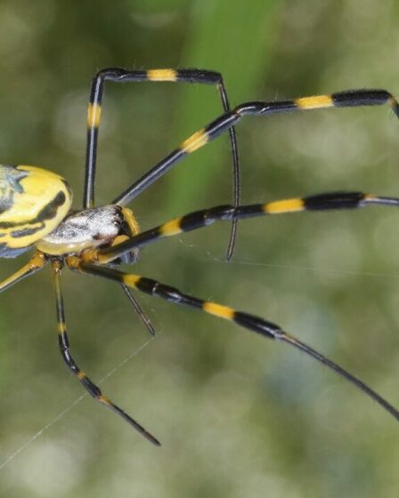 Arachnophobes réjouissez-vous !  L'araignée la plus timide du monde a vraiment plus peur de vous