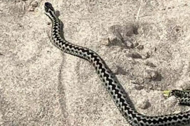 Avertissement urgent aux parents et aux propriétaires de chiens alors qu'un serpent venimeux est repéré sur une plage britannique