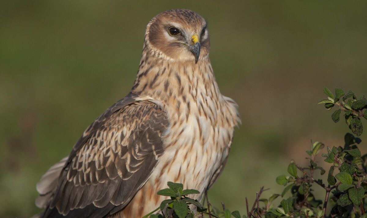 Busard Saint-Martin décapité alors que la jambe s'est également retirée avec 20 des oiseaux portés disparus dans le Nord