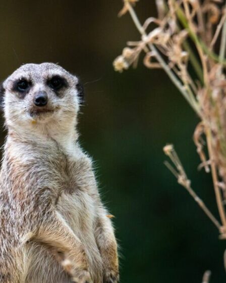 Choqué alors que les suricates câlins s'avèrent être les «animaux les plus meurtriers de la Terre», déclare un expert