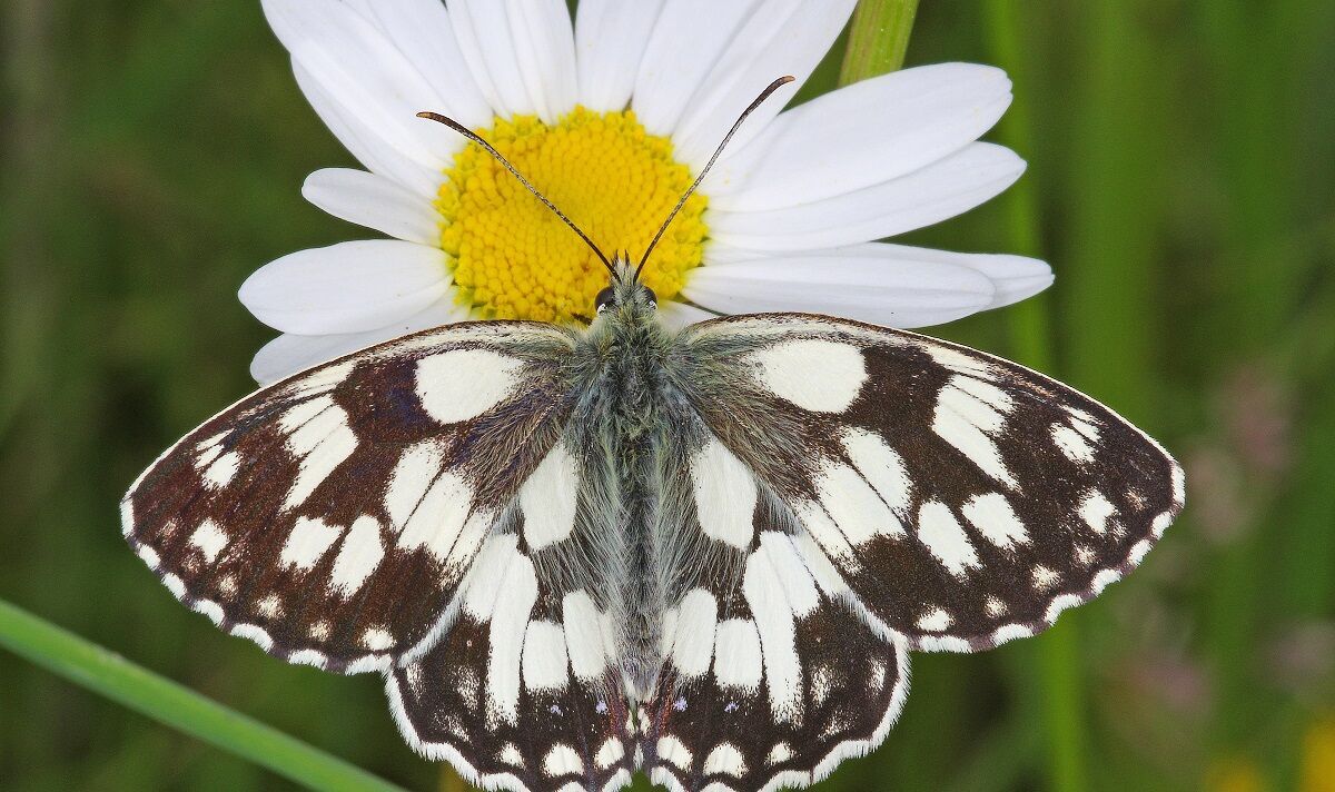 Déployant leurs ailes !  Boom des espèces de papillons dans les jardins britanniques