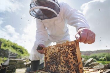 Des apiculteurs piqués par des voleurs de reine alors que plus de 135 ruches ont été volées