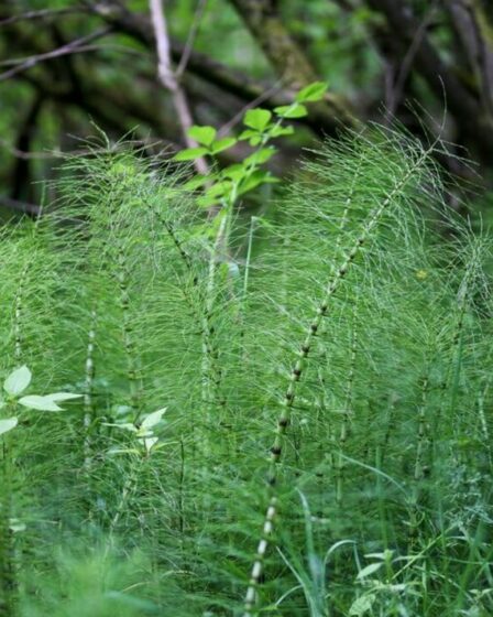 La mauvaise herbe commune peut causer "plus de dégâts que la renouée du Japon" - comment l'enlever vous-même