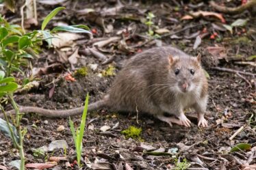 Un article naturel «dissuade» les rats d'entrer dans les maisons avec une odeur «écrasante» et «désagréable»