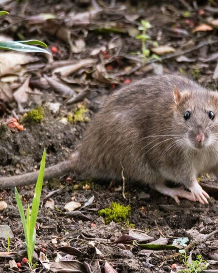 Un article naturel «dissuade» les rats d'entrer dans les maisons avec une odeur «écrasante» et «désagréable»