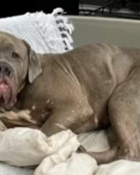 Un chien «triste» qui était dans un état «déchirant» «fleurit» après son sauvetage