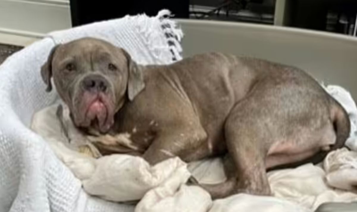 Un chien «triste» qui était dans un état «déchirant» «fleurit» après son sauvetage