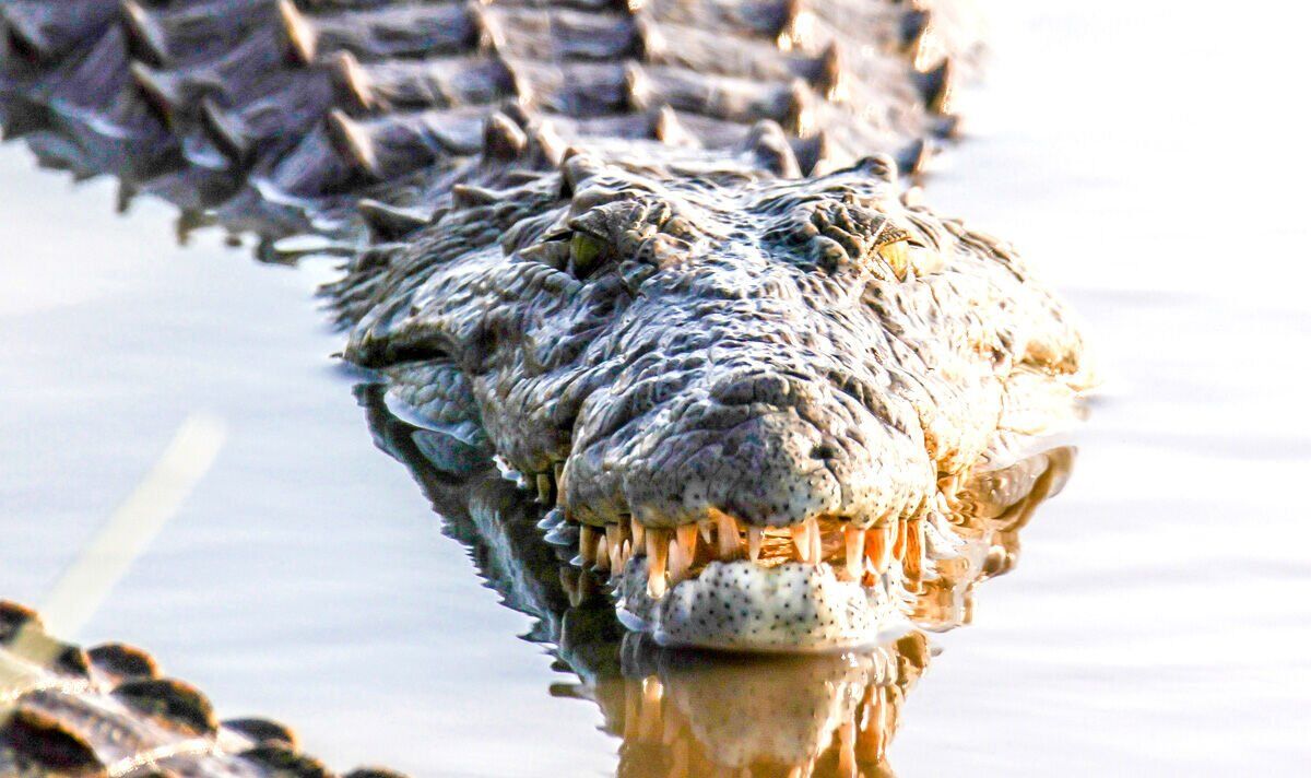 Un guide de safari traîné dans la rivière par un crocodile de 12 pieds devant des touristes terrifiés