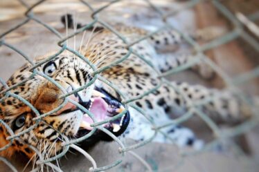 Une fille de 6 ans meurt après avoir été mutilée par un léopard alors que sept personnes meurent en trois mois seulement