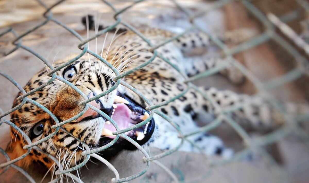 Une fille de 6 ans meurt après avoir été mutilée par un léopard alors que sept personnes meurent en trois mois seulement