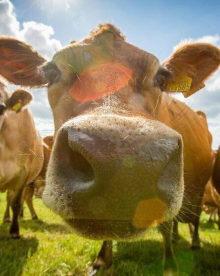 Une vache laitière sur cinq passe toute sa vie dans un hangar et ne broute jamais, selon une étude