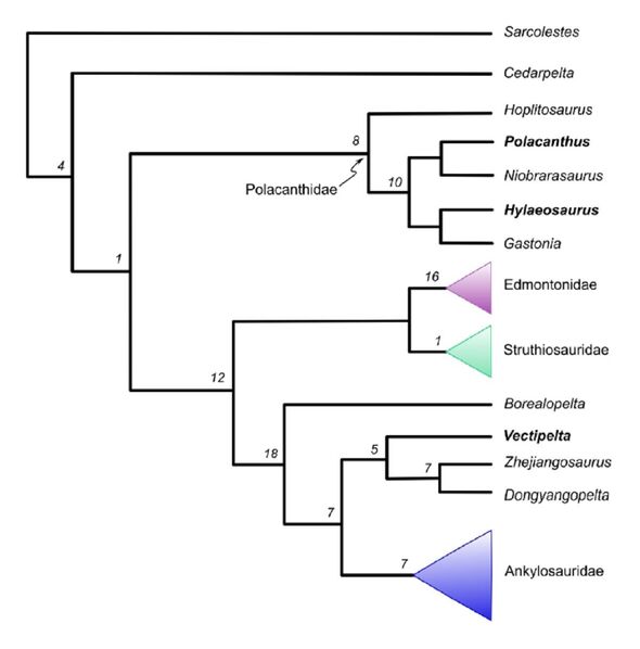 Un arbre phylogénétique des dinosaures ankylosaures