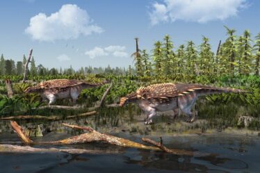 De nouvelles espèces de dinosaures blindés de l'île de Wight identifiées - la première en 142 ans