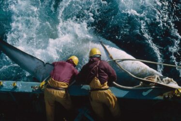 Les pays qui chassent encore les baleines en nombre scandaleusement élevé malgré l'interdiction - MAPPED