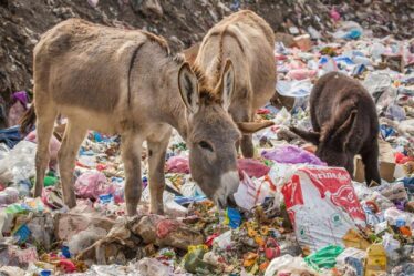Des images poignantes montrent des animaux qui travaillent à la recherche de nourriture parmi les déchets plastiques