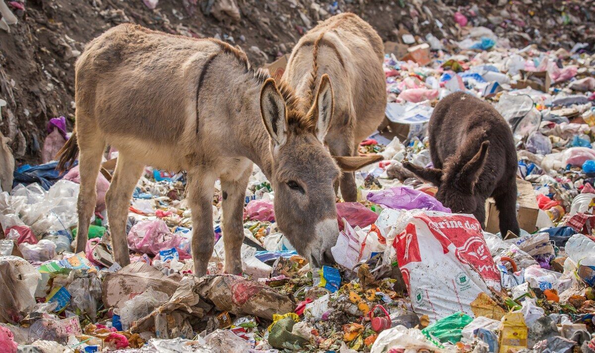 Des images poignantes montrent des animaux qui travaillent à la recherche de nourriture parmi les déchets plastiques