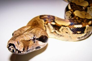 La RSPCA met en garde contre les attaques mortelles de serpents suite à l'augmentation des évasions de reptiles
