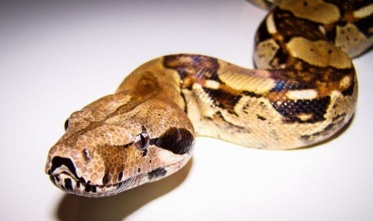 La RSPCA met en garde contre les attaques mortelles de serpents suite à l'augmentation des évasions de reptiles