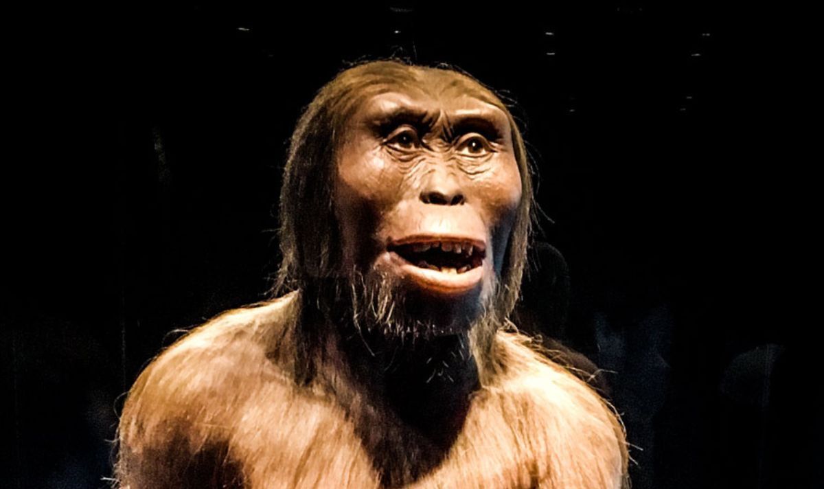 La première reconstruction humaine montre que Lucy, âgée de 3,2 millions d'années, pourrait se tenir aussi droite que nous le pouvons