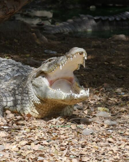 La toute première "naissance vierge" découverte chez des crocodiles par des scientifiques
