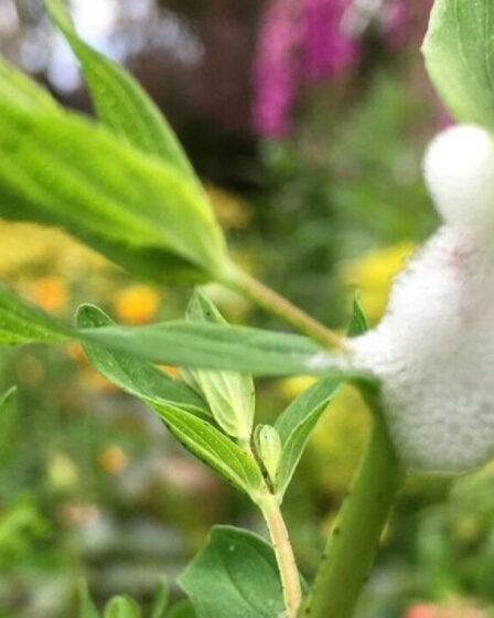 Les jardiniers britanniques ont averti qu'une mousse étrange apparaissant sur les plantes ce mois-ci pourrait être "nocive"