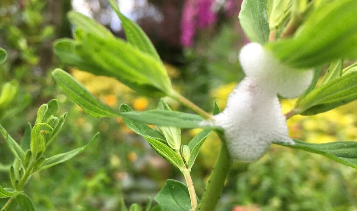 Les jardiniers britanniques ont averti qu'une mousse étrange apparaissant sur les plantes ce mois-ci pourrait être "nocive"