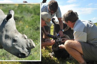 Les rhinocéros sont désespérés quand leurs cornes sont sciées, selon une étude