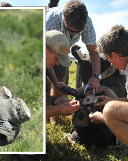 Les rhinocéros sont désespérés quand leurs cornes sont sciées, selon une étude