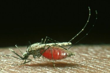 L'espoir du paludisme alors que les scientifiques développent des «pièges à sucre» pour attirer les moustiques qui propagent la maladie