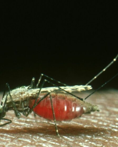 L'espoir du paludisme alors que les scientifiques développent des «pièges à sucre» pour attirer les moustiques qui propagent la maladie