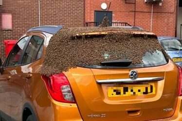 Moment effrayant, un essaim de milliers d'abeilles fait de la voiture du commerçant leur nouvelle maison