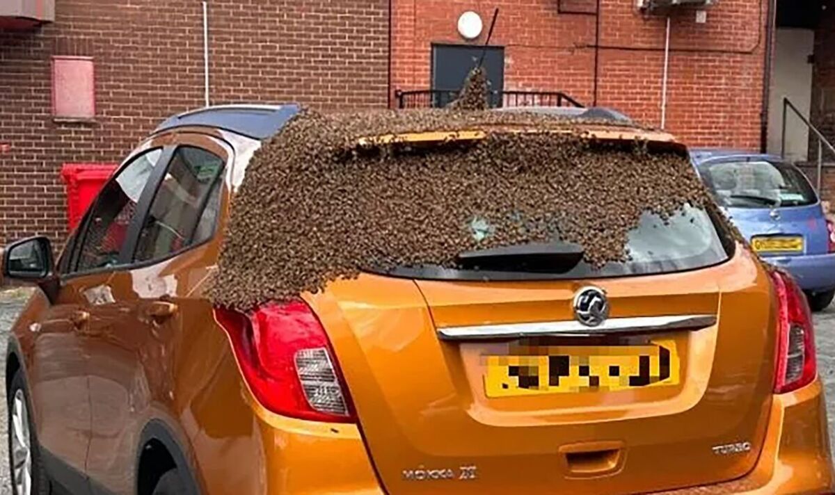 Moment effrayant, un essaim de milliers d'abeilles fait de la voiture du commerçant leur nouvelle maison