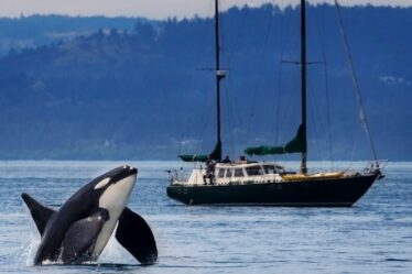 Yacht Ram Orcas en Ecosse lors de la dernière attaque d'épaulards contre des bateaux