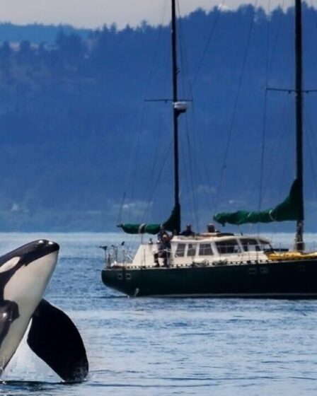 Yacht Ram Orcas en Ecosse lors de la dernière attaque d'épaulards contre des bateaux