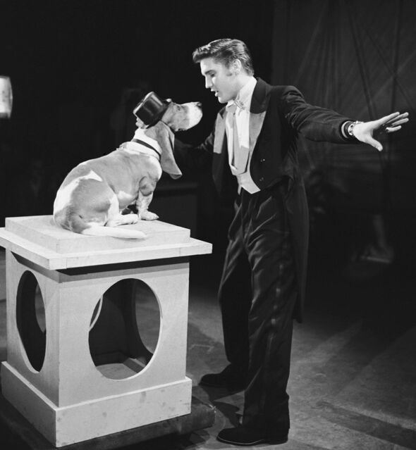 Elvis Presley chante pour un chien de chasse