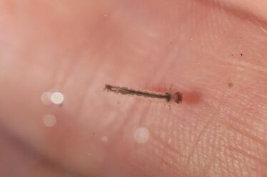 Les cas de paludisme en Floride ne sont pas liés à des moustiques génétiquement modifiés, selon une société de biotechnologie