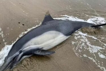 Des centaines de dauphins et d'otaries se lavent mystérieusement morts sur des plages populaires