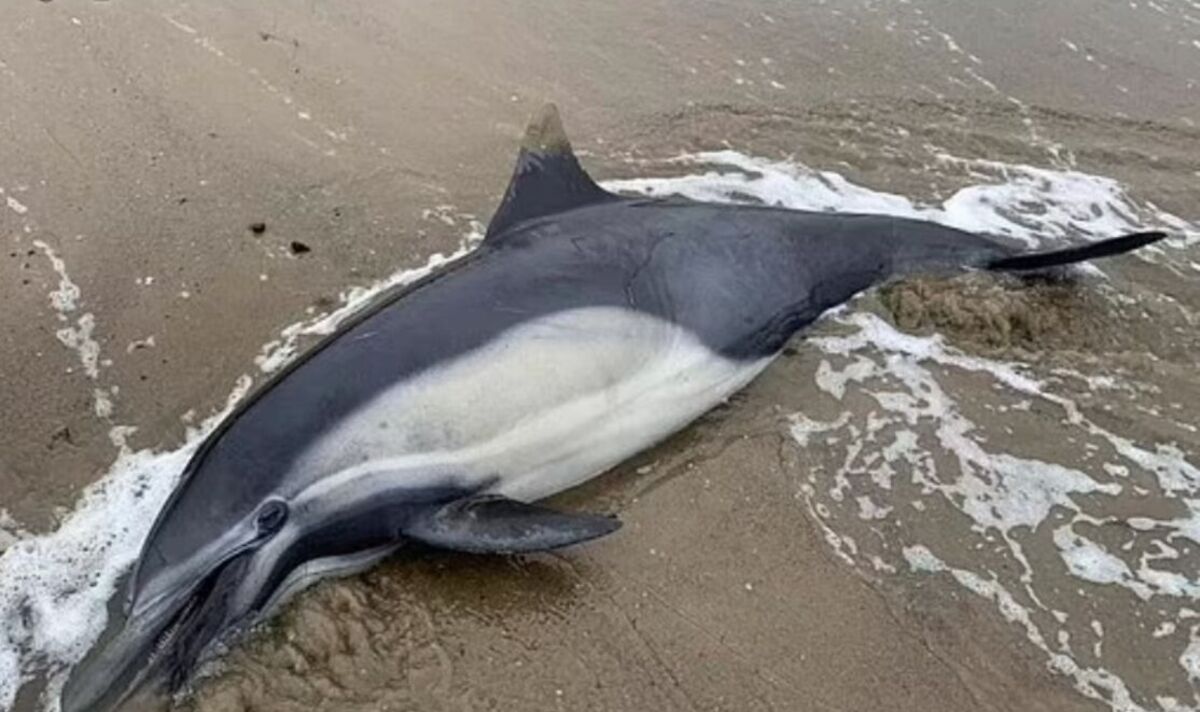 Des centaines de dauphins et d'otaries se lavent mystérieusement morts sur des plages populaires
