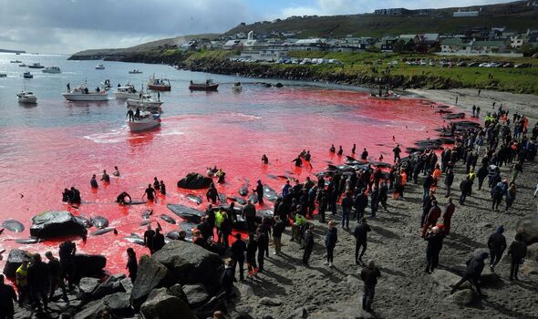 La mer est devenue rouge lors de la chasse aux globicéphales à Torshavn